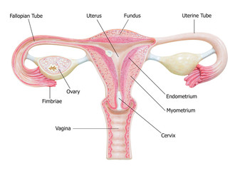 337x240 female reproductive system diagram photos, royalty free images - Female Reproductive System Drawing
