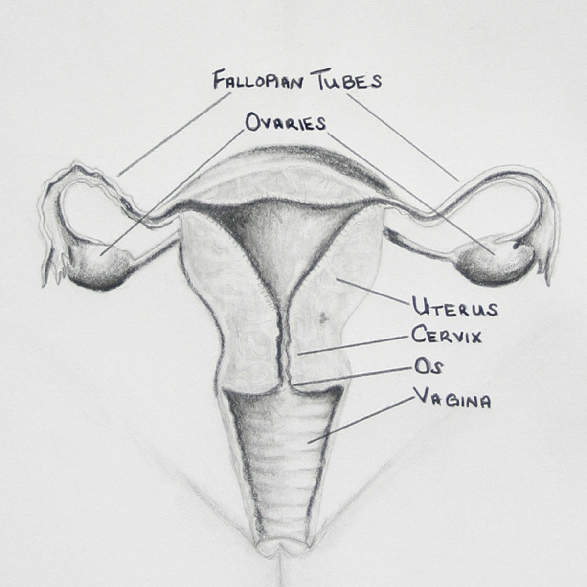 Female Reproductive System Drawing At Explore Collection Of Female 0627