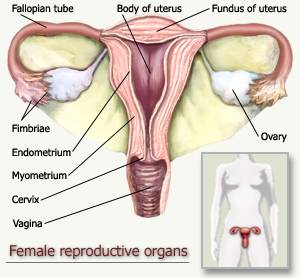 300x278 female reproductive organs - Female Reproductive System Drawing