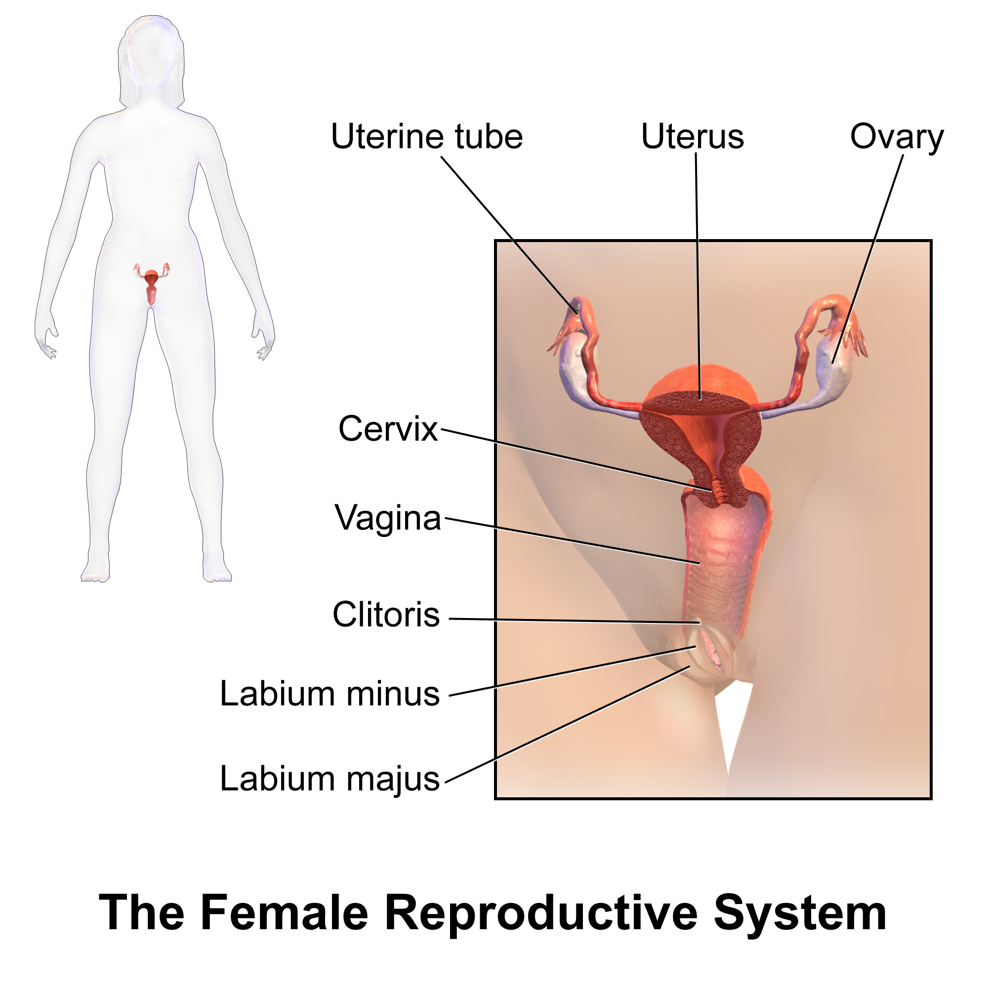 2000x2000 female reproductive system - Female Reproductive System Drawing