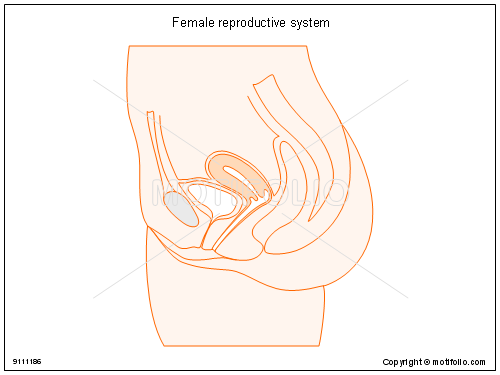 500x375 female reproductive system illustrations - Female Reproductive System Drawing