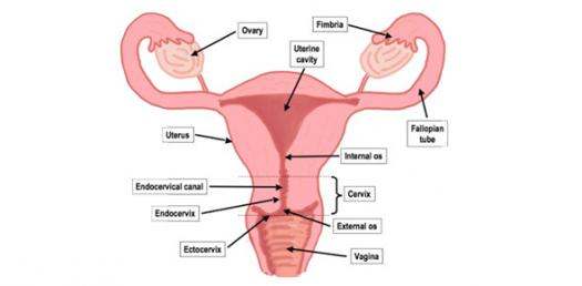 525x258 female reproductive system diagram labeled - Female Reproductive System Drawing