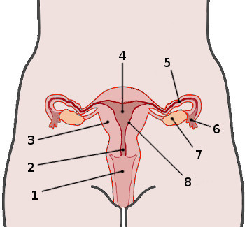 350x325 free anatomy quiz - Female Reproductive System Drawing