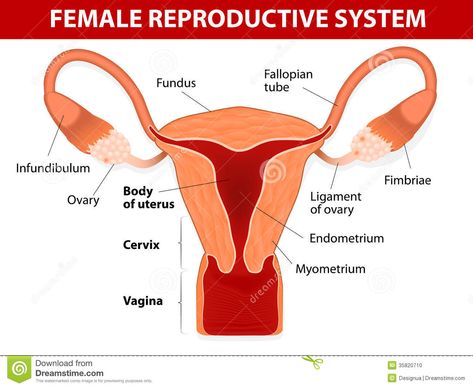 473x388 image of female reproductive system diagram human anatomy - Female Reproductive System Drawing