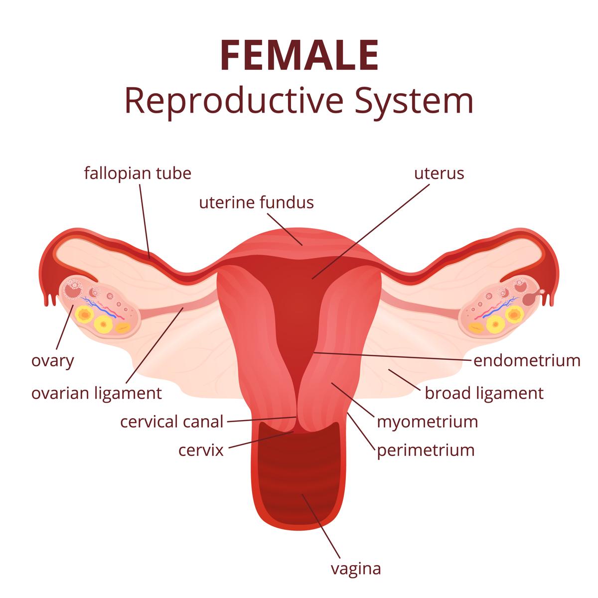 1200x1200 labeled diagram of the female reproductive system and its functioning - Female Reproductive System Drawing