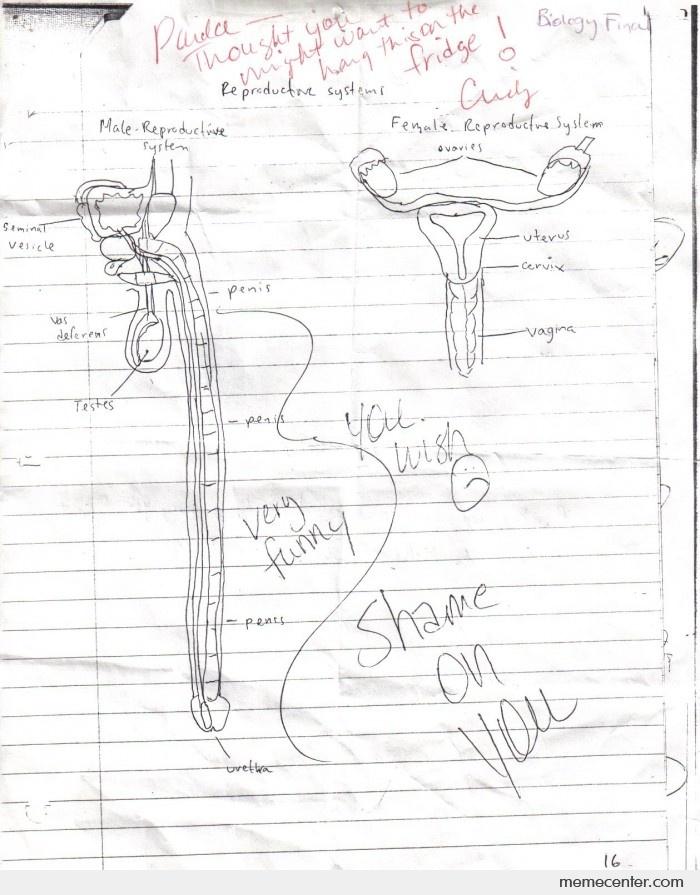 700x895 malefemale reproductive systems drawings on bio exam - Female Reproductive System Drawing