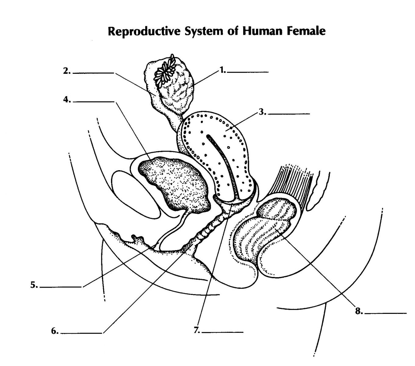 1 женская половая система. Схема женской репродуктивной системы. Женская половая/система строение. Женская половая система схема. Женская половая система рисунок анатомия.