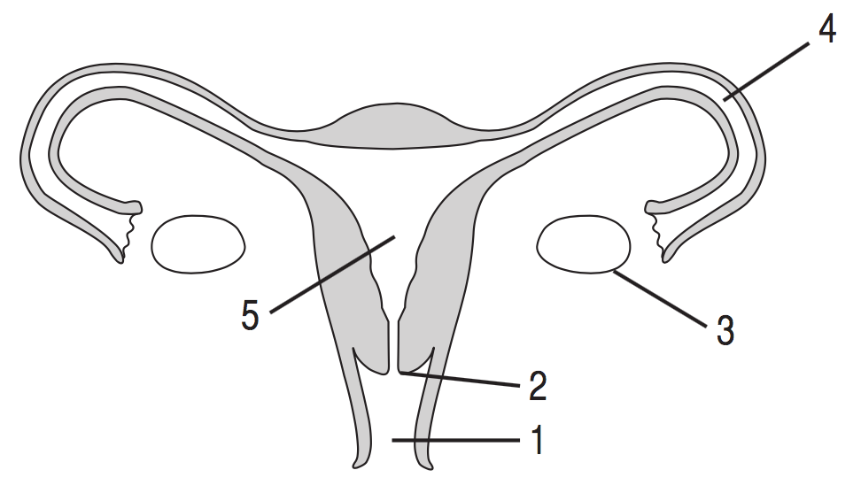 Female Reproductive System Drawing at Explore