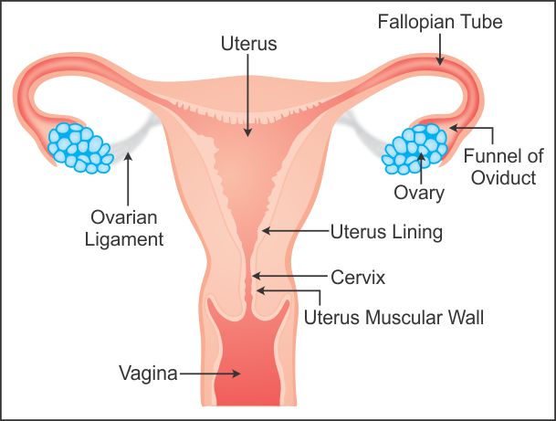 609x461 draw a labelled diagram to explain the female reproductive system - Female Reproductive System Drawing