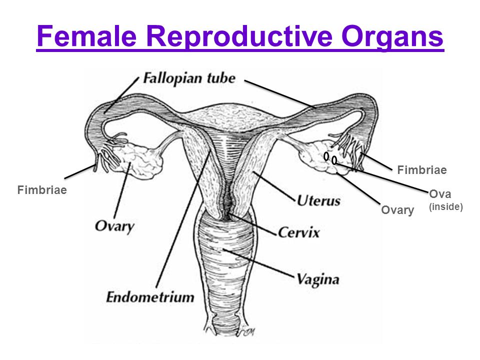 Female Reproductive System Drawing At
