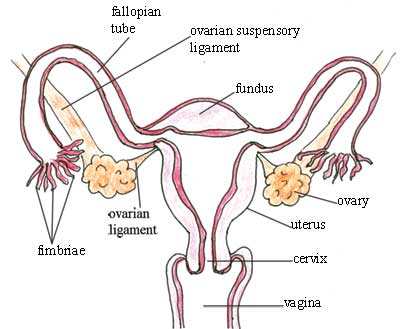400x329 antenatal care module anatomy and physiology of the female - Female Reproductive System Drawing