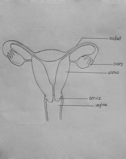 435x551 draw it neat how to draw female reproductive system - Female Reproductive System Drawing
