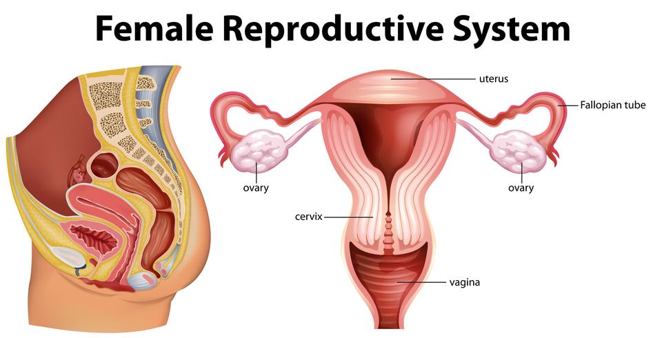 960x490 diagram showing female reproductive system - Female Reproductive System Drawing