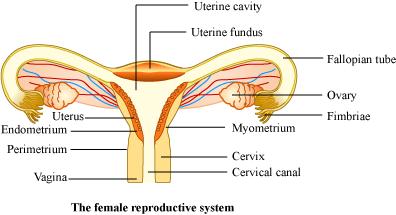 396x215 draw a labeled diagram of female reproductive system - Female Reproductive System Drawing