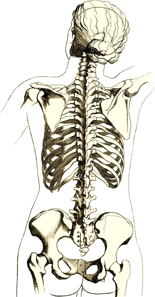 Female Skeleton Drawing