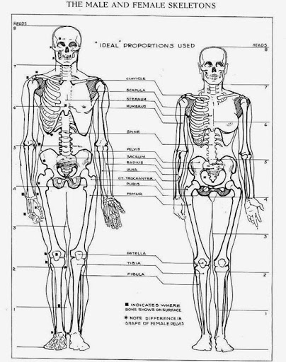 404x512 difference between male and female skeleton major differences - Female Skeleton Drawing