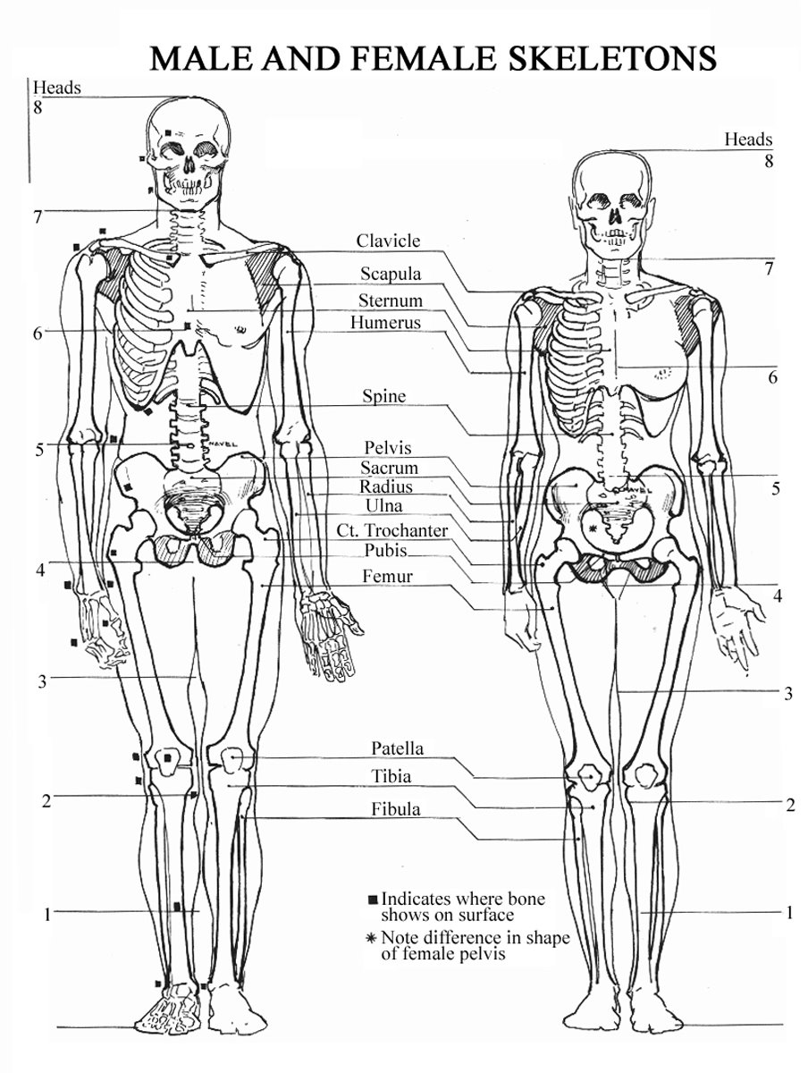 904x1200 Dynamic Drawing Archive Skeleton Male Female - Female Skeleton Drawing