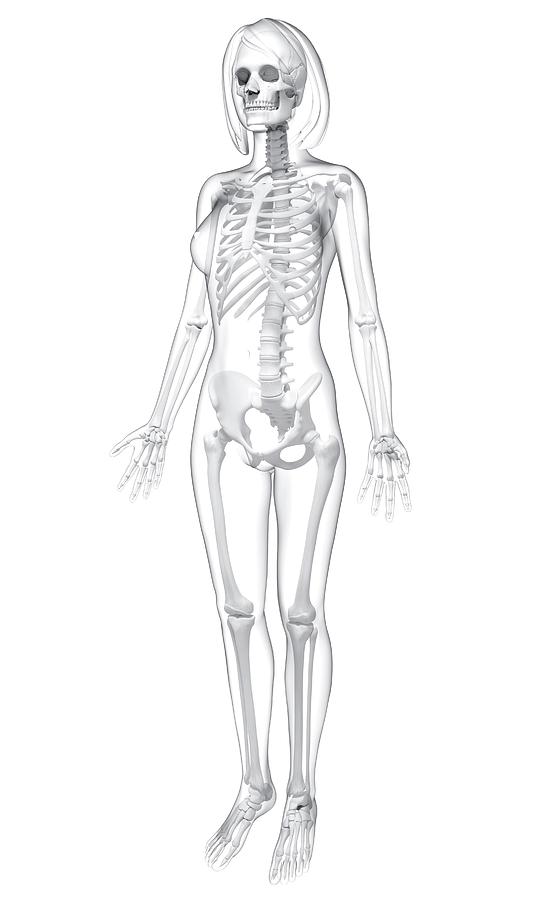 539x900 Female Skeleton Photograph - Female Skeleton Drawing