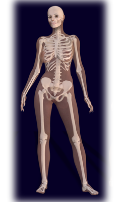 236x400 female human skeleton human skeleton skeletal system, female - Female Skeleton Drawing