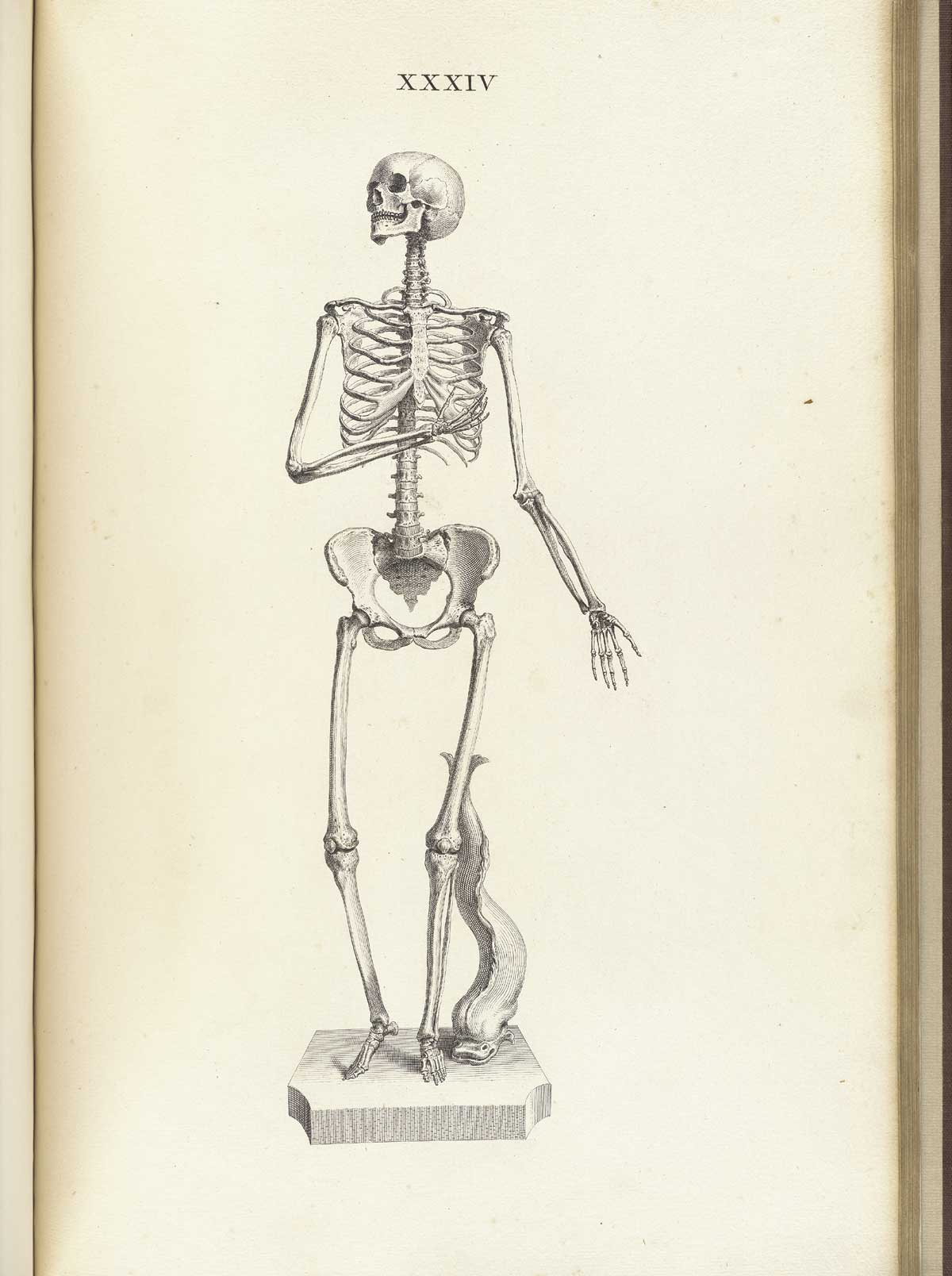 1200x1608 Historical Anatomies On The Web William Cheselden Home - Female Skeleton Drawing