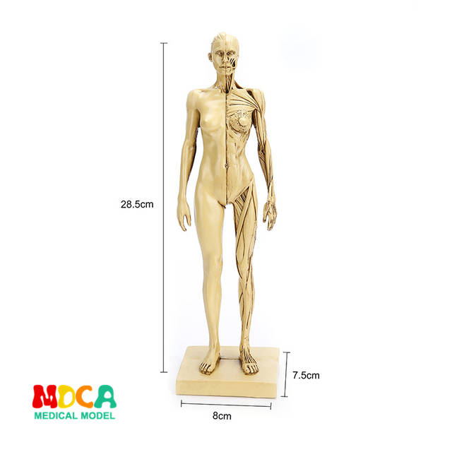 640x640 online shop drawing of life in art studio simulation of female - Female Skeleton Drawing