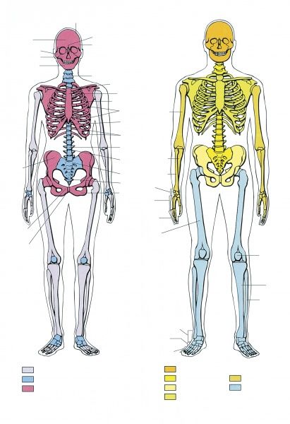 Отличие скелета. Анатомия человека скелет различия мужчин и женщин. Скелет мужчины и женщины. Женский и мужской келет. Сравнение скелета мужчины и женщины.