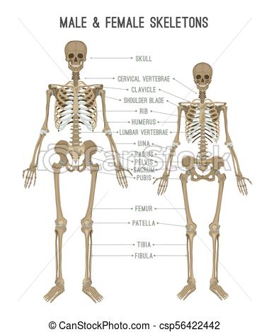 380x470 skeleton differences image skeleton differences poster male - Female Skeleton Drawing
