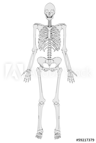 334x500 Cartoon Image Of Female Skeleton - Female Skeleton Drawing