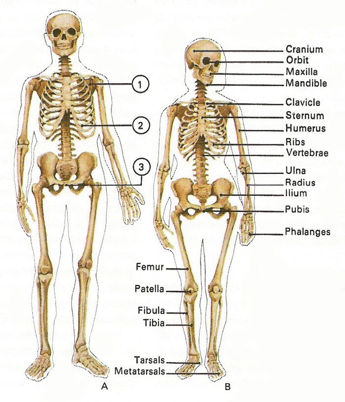 700x817 differences between male and female skeleton sketch - Female Skeleton Drawing