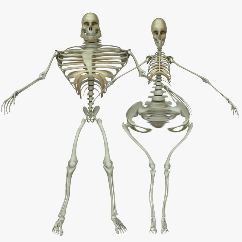 800x800 Female Skeleton Tumblr - Female Skeleton Drawing