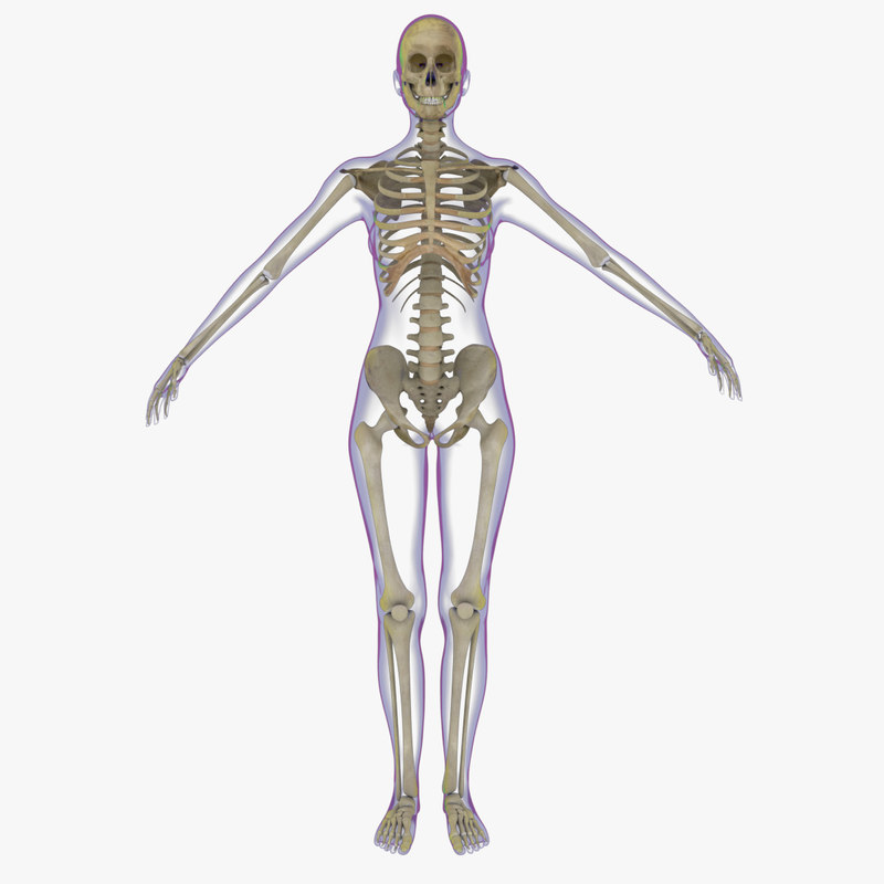 800x800 X Ray Skeleton Female Rigged - Female Skeleton Drawing