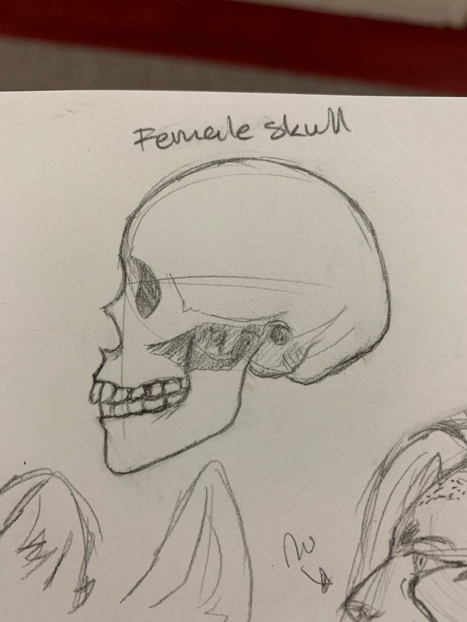 960x1280 Sketch Female Skull Art - Female Skull Drawing