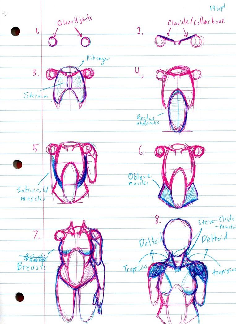 763x1048 how i currently draw female torso figures - Female Torso Drawing