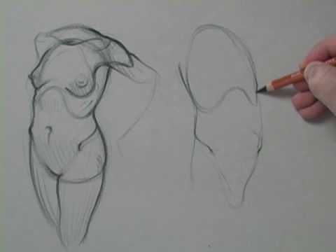 480x360 drawing the male versus female torso - Female Torso Drawing