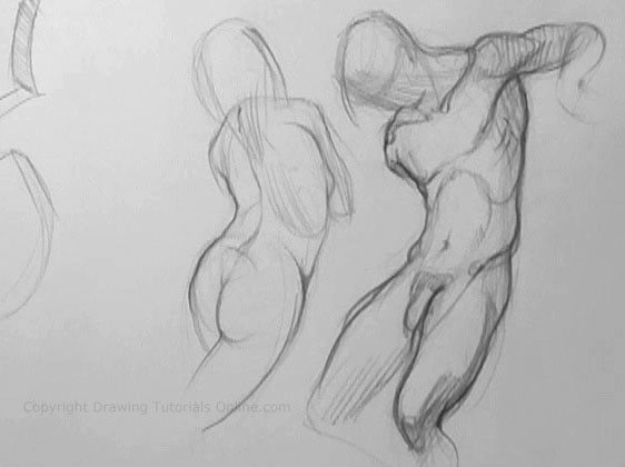 562x420 drawing the male versus female torso - Female Torso Drawing