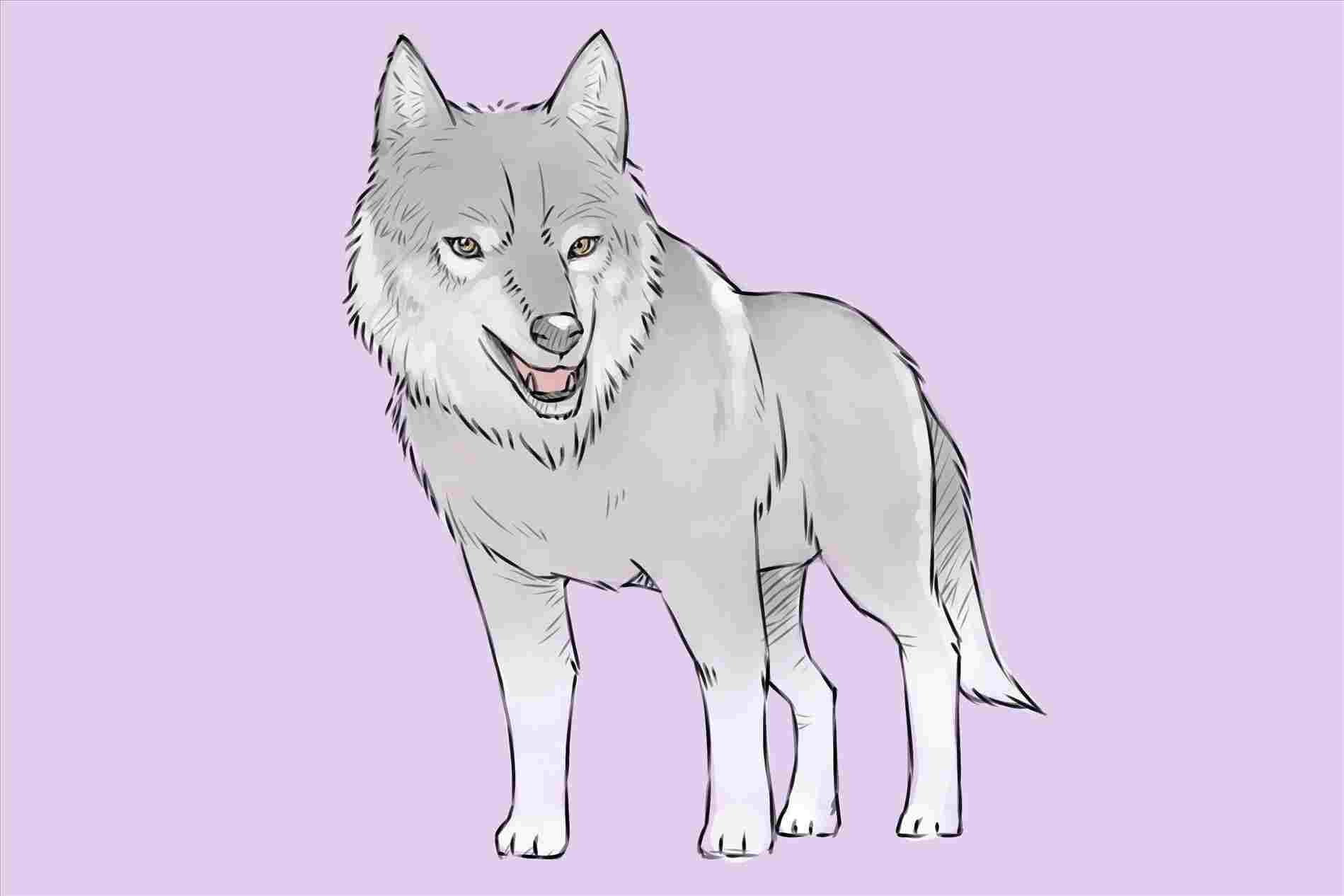 Female Wolf Drawing at Explore collection of