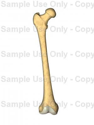 300x400 Femur - Femur Drawing