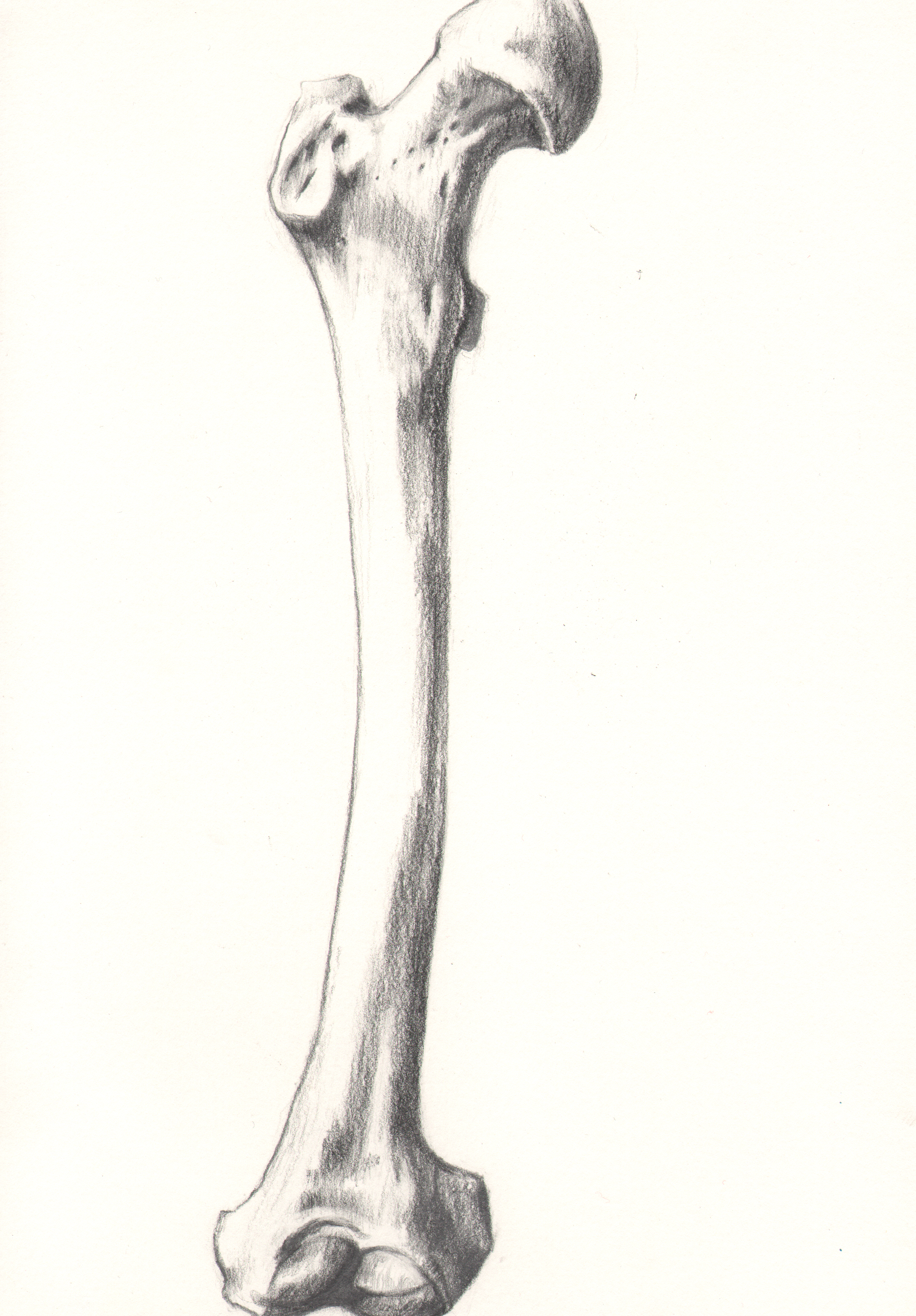 2410x3462 femur bone drawing related keywords suggestions - Femur Drawing