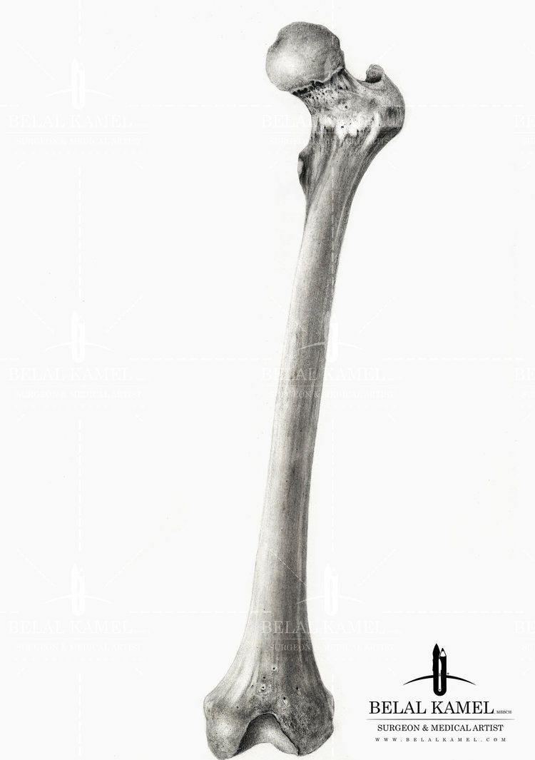 750x1065 Femur Bone In Pencil - Femur Drawing