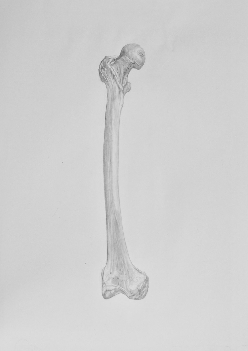 Femur Drawing at Explore collection of Femur Drawing