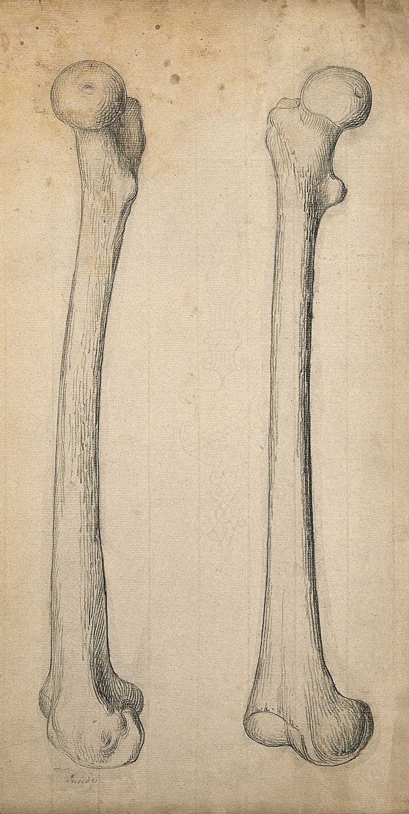 800x1592 Right Femur - Femur Drawing