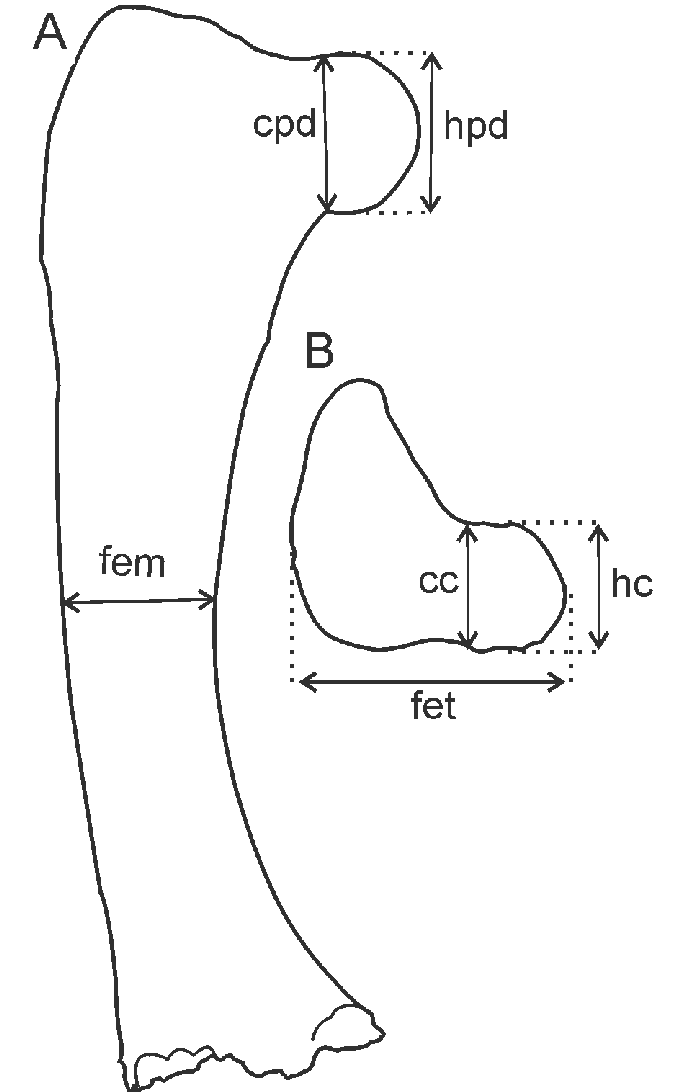 687x1092 Schematic Drawing Of Femur Of Hinasuri Nehuesnsis Showing - Femur Drawing