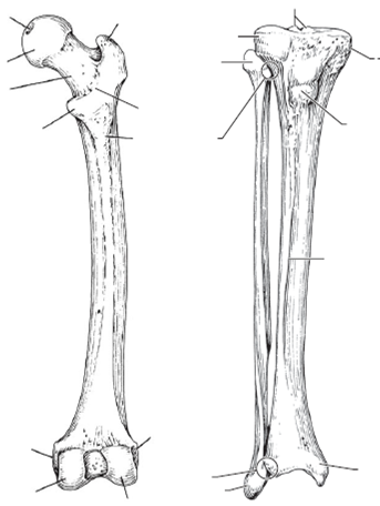 Femur Drawing at PaintingValley.com | Explore collection of Femur Drawing