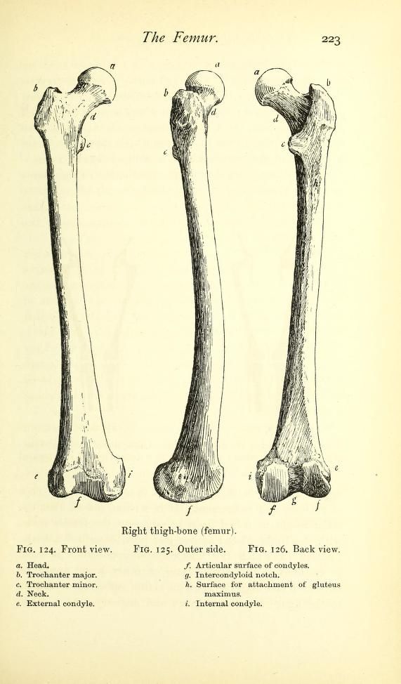 571x974 the femur from a handbook of anatomy for art students - Femur Drawing