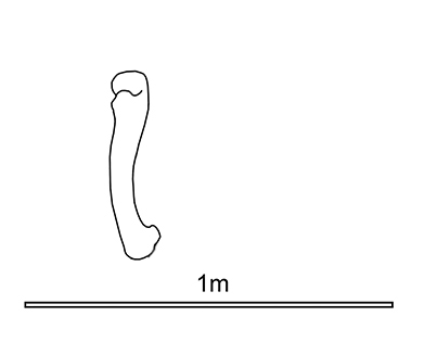 403x315 The Lines That Divide Usscott Hartman's Skeletal - Femur Drawing