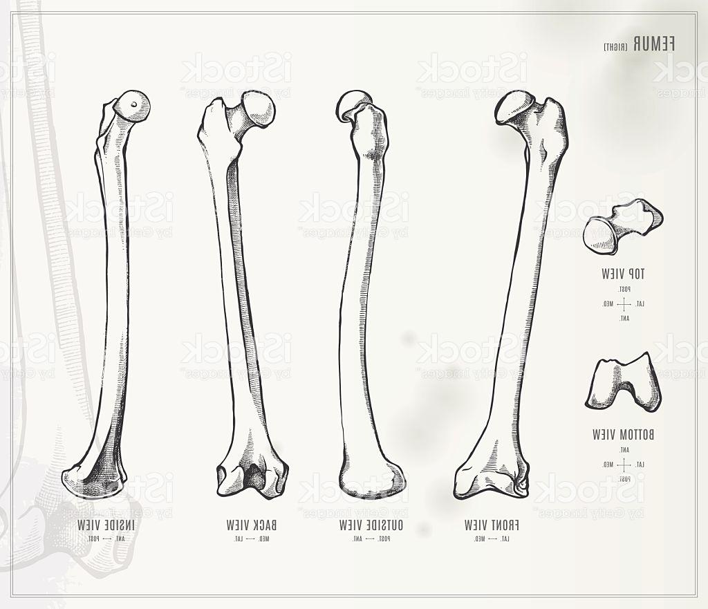 Femur Drawing at PaintingValley.com | Explore collection of Femur Drawing