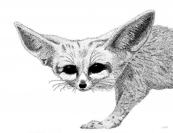 604x465 Fennec Fox Drawing - Fennec Drawing