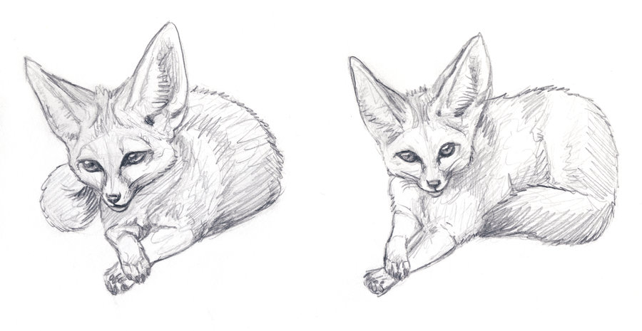 Realistic Easy Fennec Fox Drawing