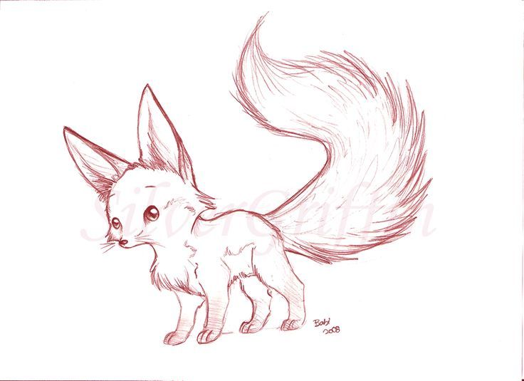 736x535 Fennec Fox - Fennec Drawing