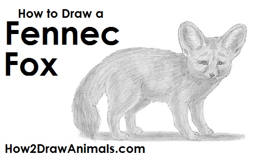 500x315 How To Draw A Fennec Fox - Fennec Drawing